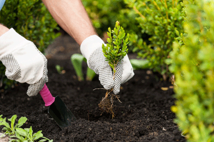 Gardening